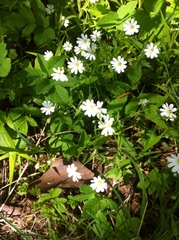 Rabelera holostea