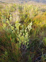 Leucadendron floridum
