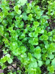 Lysimachia nummularia