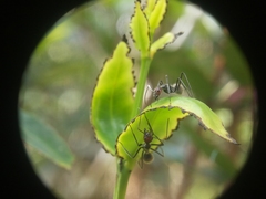 Camponotus singularis
