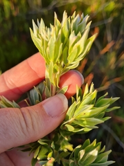 Leucadendron floridum