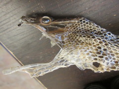 Pantherophis alleghaniensis