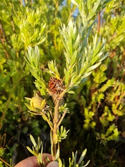 Leucadendron floridum