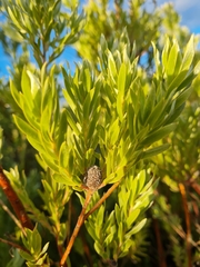 Leucadendron floridum
