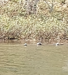 Chrysemys picta marginata