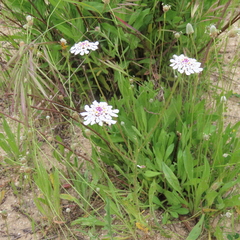 Iberis pectinata