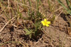 Potentilla flagellaris