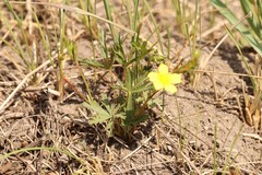 Potentilla flagellaris
