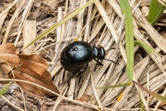 Meloe brevicollis