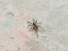 Hogna birabeni