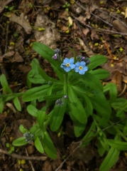 Myosotis sylvatica