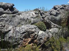 Oldenburgia paradoxa