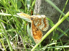 Melitaea britomartis