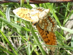 Melitaea britomartis