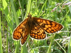 Melitaea britomartis