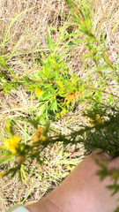 Hypericum fasciculatum