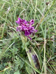 Orchis mascula
