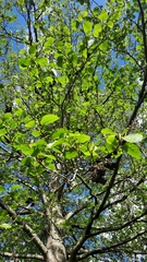 Alnus glutinosa