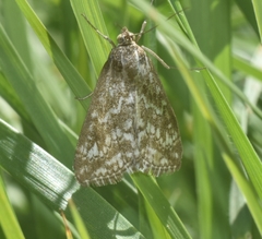 Evergestis frumentalis