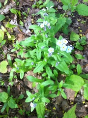 Myosotis sylvatica