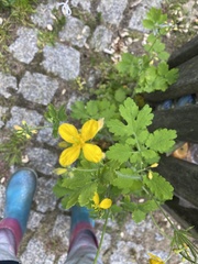 Chelidonium majus