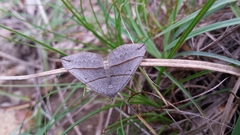Scotopteryx