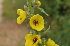 Verbascum boerhavii