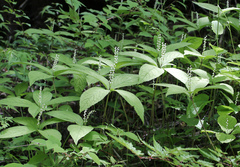 Chloranthus serratus