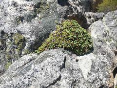 Oldenburgia paradoxa