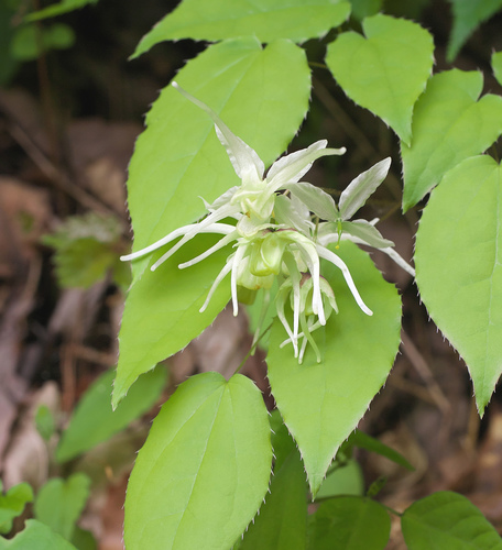 Epimedium koreanum iNat (1)