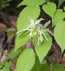 Epimedium koreanum