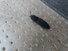 Lacon punctatus