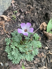 Oxalis adenophylla