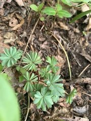 Oxalis adenophylla