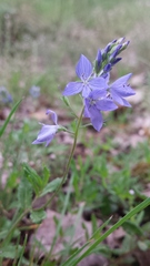 Veronica orsiniana