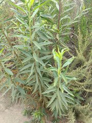 Puccinia baccharidis