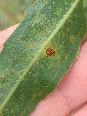 Puccinia baccharidis