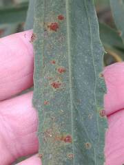 Puccinia baccharidis