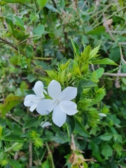 Barleria elegans orientalis