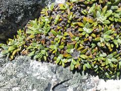 Oldenburgia paradoxa