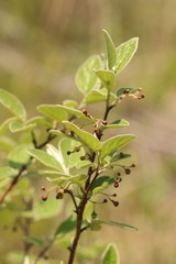Cotoneaster melanocarpus