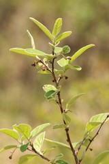 Cotoneaster melanocarpus