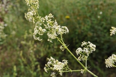 Galium lucidum