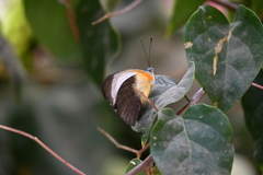 Mylothris chloris chloris