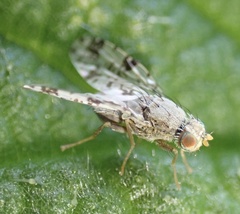 Tephritis hyoscyami
