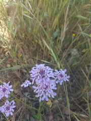 Iberis ciliata contracta