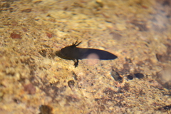 Ambystoma silvense