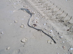 Hydrophis lapemoides