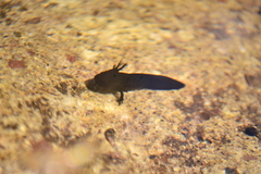 Ambystoma silvense