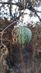 Cucurbitella asperata